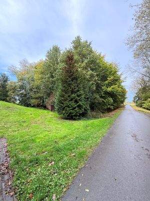ruhige Straße mit Baumbestand auf Grundstück