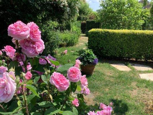 Harmonie pur - Englische Rosen mit Formschnitthecken