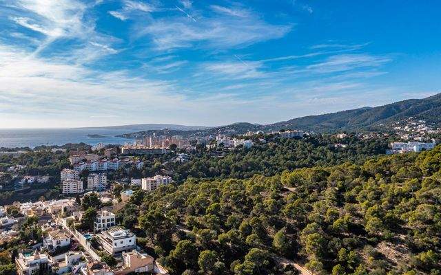 Der Wald von Schloss Bellver ist die grüne Lunge der Stadt