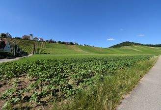 Weinberge nahe der Wohnung