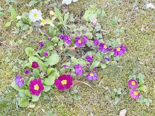 Gartengrüner Innenhof