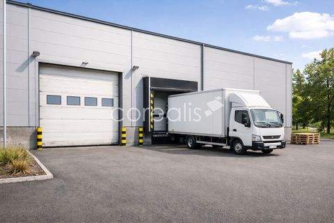 Duisburg Halle, Duisburg Hallenfläche