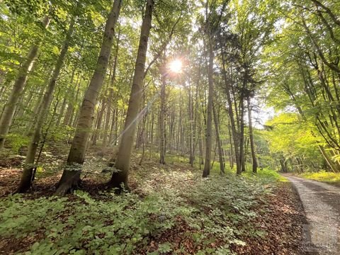 Oettern Bauernhöfe, Landwirtschaft, Oettern Forstwirtschaft