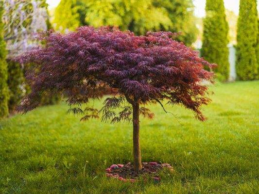 Haben Sie den grünen Daumen?