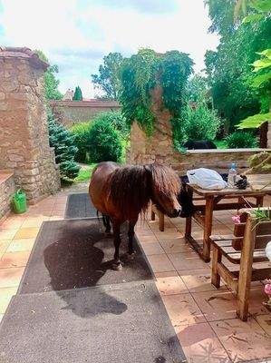 Ponybesuch auf der Terrasse.jpeg