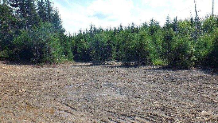 Neuer Bewuchs, Laubbäume, Tannen.JPG