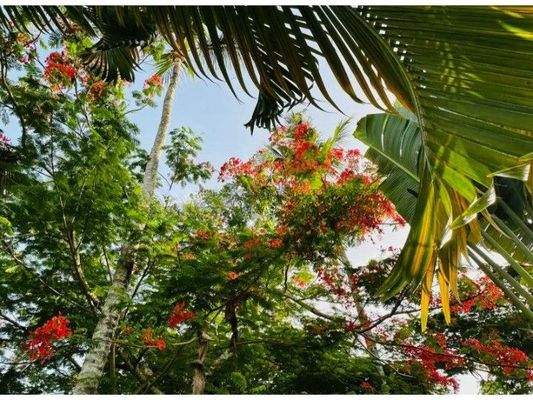 wmimg_amavi-real-estate-las-terrenas-dr-forsale-casa-Dewaschehn38_cleanup