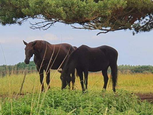 Schöne Umgebung zum Ausreiten und Spazierengehen