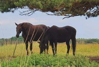 Schöne Umgebung zum Ausreiten und Spazierengehen