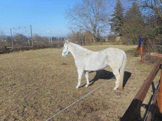 Pferde in Berkersheim (2)