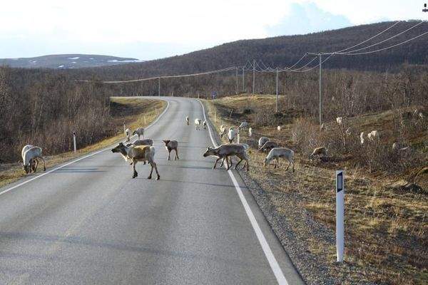 Renntiere auf der Straße