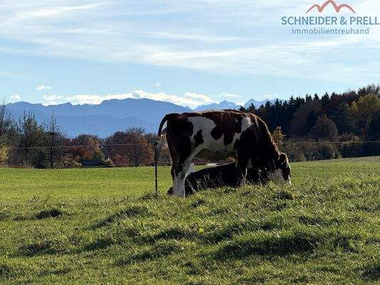 Wiesen & Tiere nebenan 