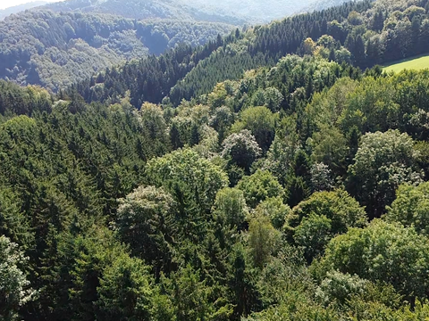 Nöchling Bauernhöfe, Landwirtschaft, Nöchling Forstwirtschaft