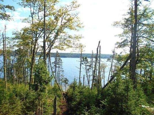 entlang der ausgeholzten Vermessungslinie