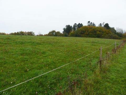 Neumagen-Dhron Bauernhöfe, Landwirtschaft, Neumagen-Dhron Forstwirtschaft