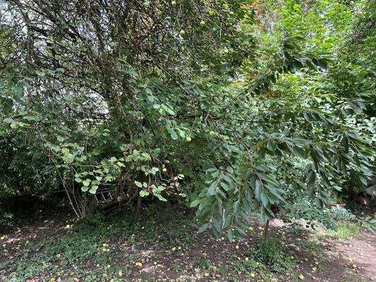 Blick in den Garten.jpg