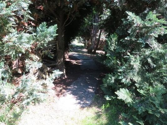Vorhandener Weg am Baumbestand