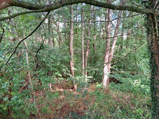 Blick in den Wald.jpg