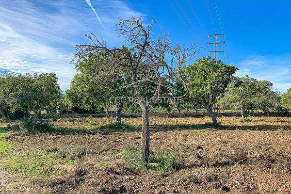 ...und auch Mandelbäume