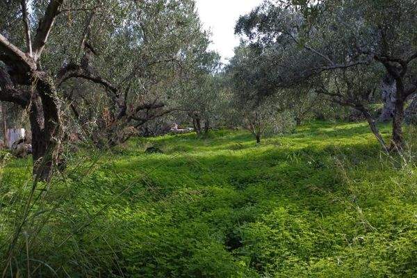 Kreta, Kokkino Chorio: Eckgrundstück in der Nähe des Dorfes und der Einkaufsmöglichkeiten zu verkaufen