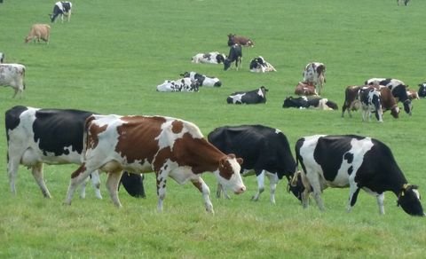 Lauterbach Bauernhöfe, Landwirtschaft, Lauterbach Forstwirtschaft