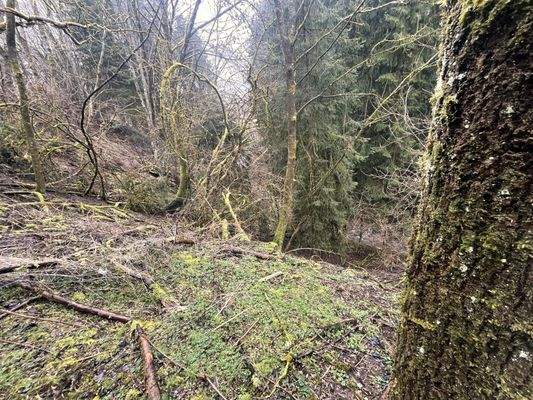 80. Waldstück mit Bachzugang