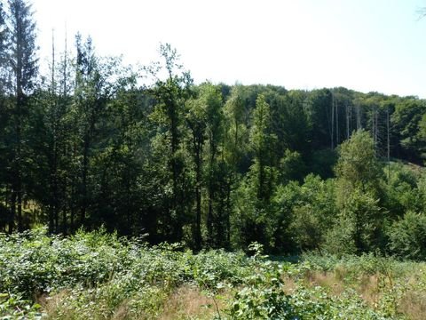 Nümbrecht Bauernhöfe, Landwirtschaft, Nümbrecht Forstwirtschaft