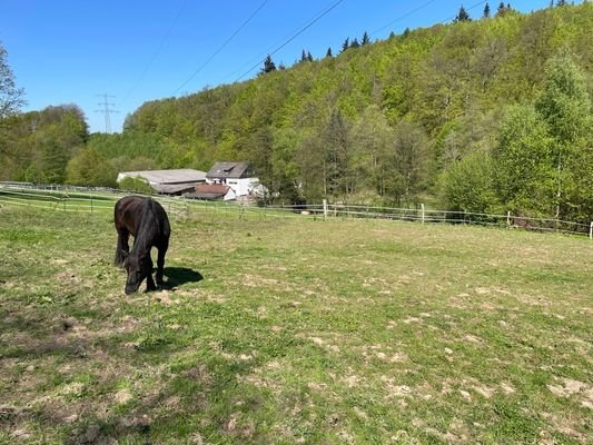 Wiese mit Blick auf das Anwesen