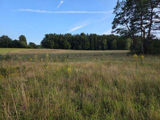 1351 - Flurstück 1383 - lfd. Nr.2-Bild 1