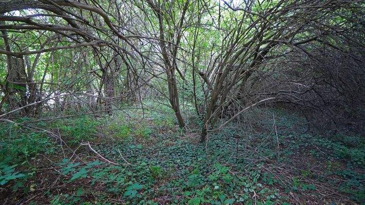 Auf dem großzügigen Grundstück können Ihre Kinder wunderbar spielen und toben