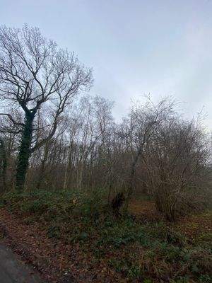 Übergang von der Nachbarfläche zum Wald.jpg