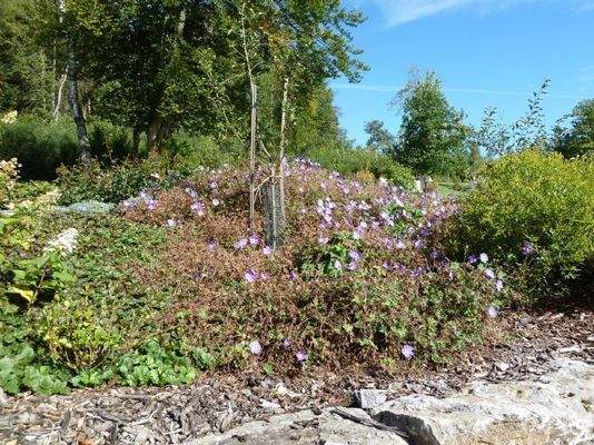 Impressionen vom Grundstück