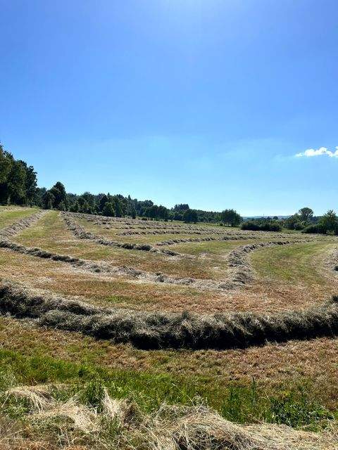 Grebenhain Bauernhöfe, Landwirtschaft, Grebenhain Forstwirtschaft
