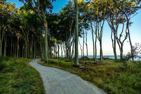 Küstenwald Nienhagen