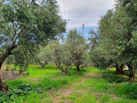 Kreta Sisi - vier Wohnungen in einem großen Garten zur Renovierung