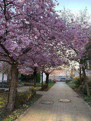 Frühling rund ums Haus