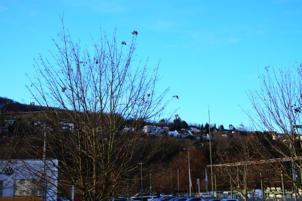 Blick zum Tüllinger Berg