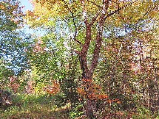 Nova Scotia - Smithfield - Wunderschönes 47-Hektar
