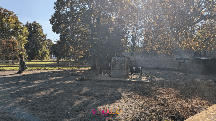 Pferdekoppel vor der Terrasse