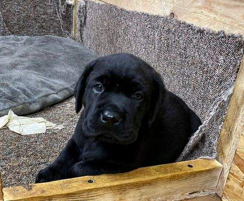 Endlich genug Platz für Ihren Familienhund!