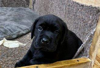 Endlich genug Platz für Ihren Familienhund!