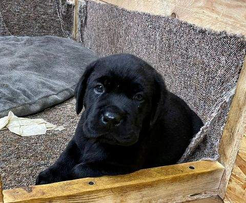 Hohenstein-Ernstthal Häuser, Hohenstein-Ernstthal Haus kaufen