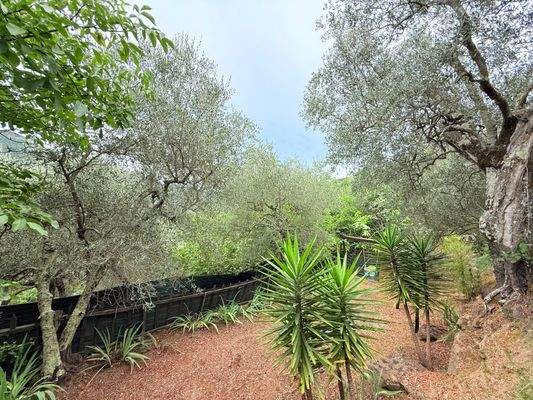 RO984_TERRA ITALIA IMMOBILIEN_REAL ESTATE_LAND_FOR