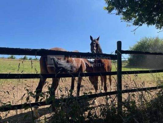 Pferdekoppel Züllighoven 