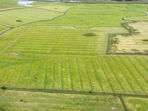 Sankt Peter-Ording Bauernhöfe, Landwirtschaft, Sankt Peter-Ording Forstwirtschaft