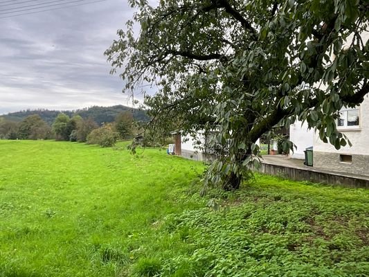 Der Baum gehört zum Grundstück