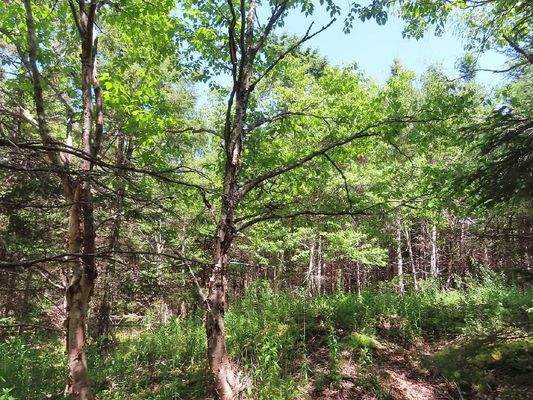 Cape Breton - Ideal für´s Kapital - Einzigartiges 