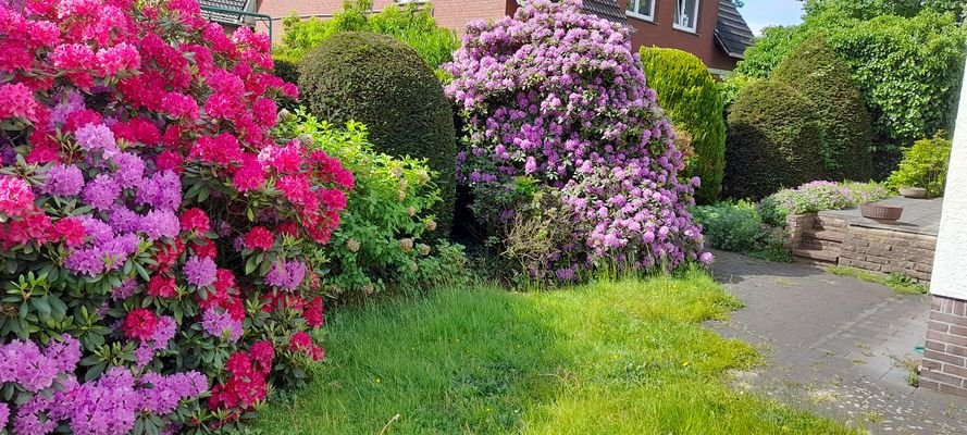 Garten mit Rhododendron
