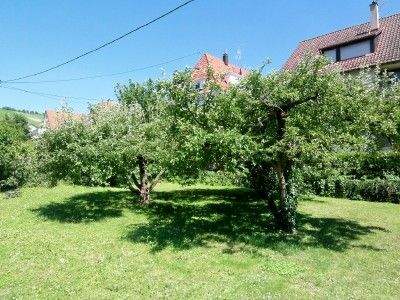 gemeinschaftlicher Garten - Sommerbild