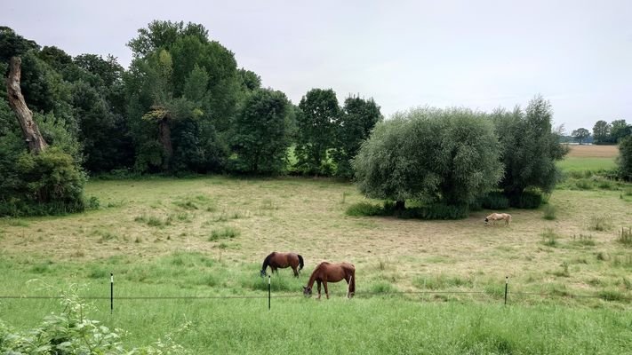 Rheinauen in direkter Nähe